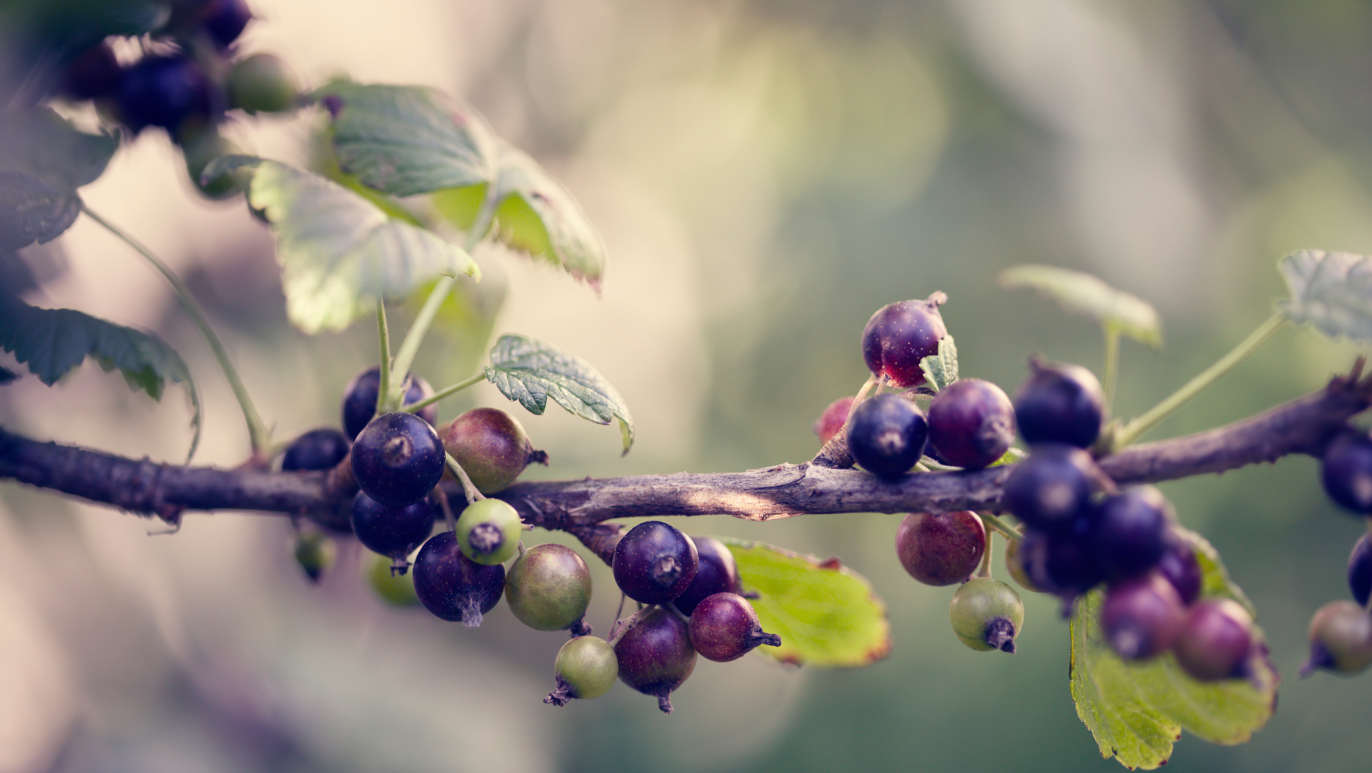 Is Black Currant a Herbal Oil or an Essential Oil?