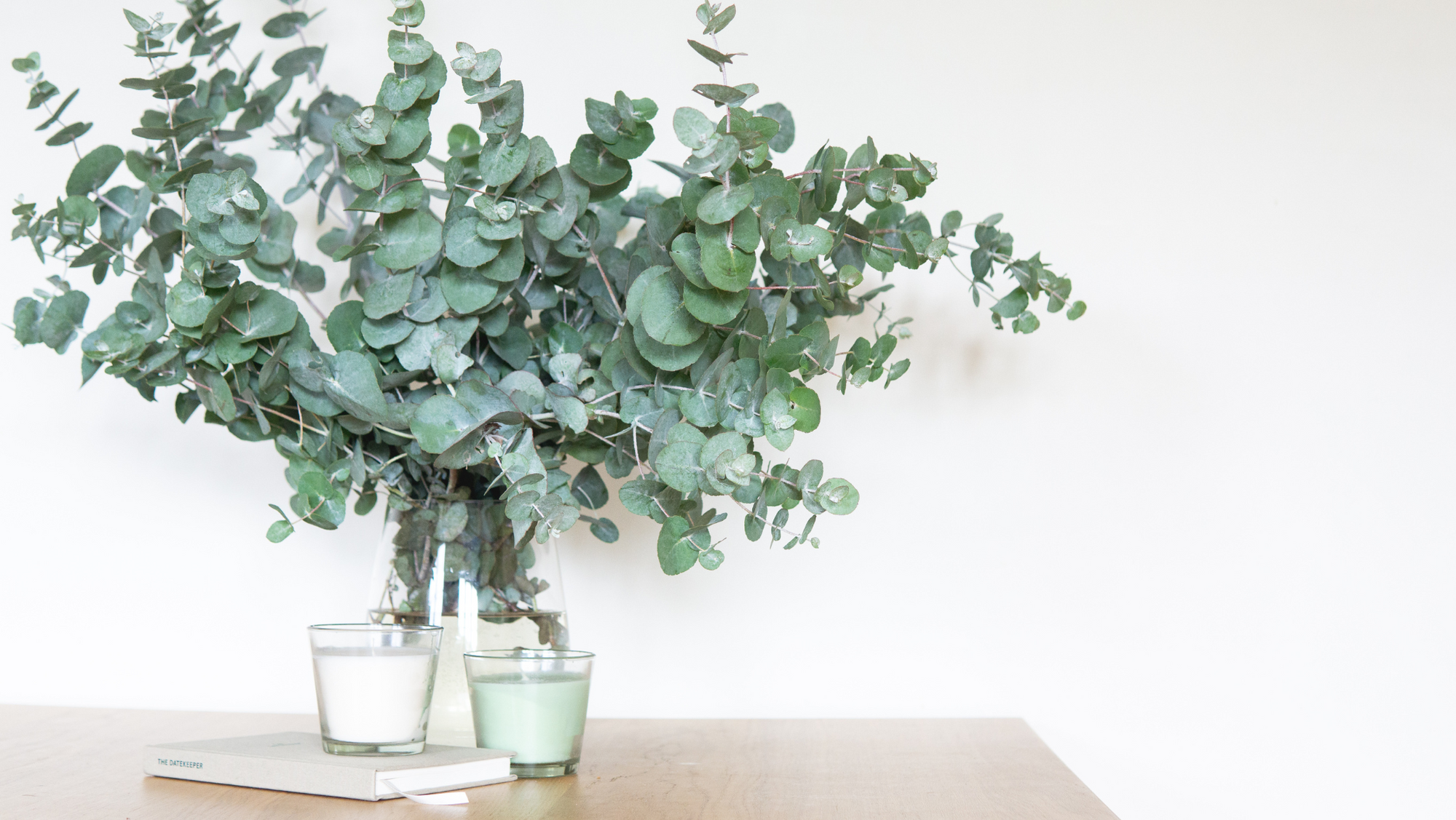 This Towering Blue-Green Tree Produces Healing Compounds