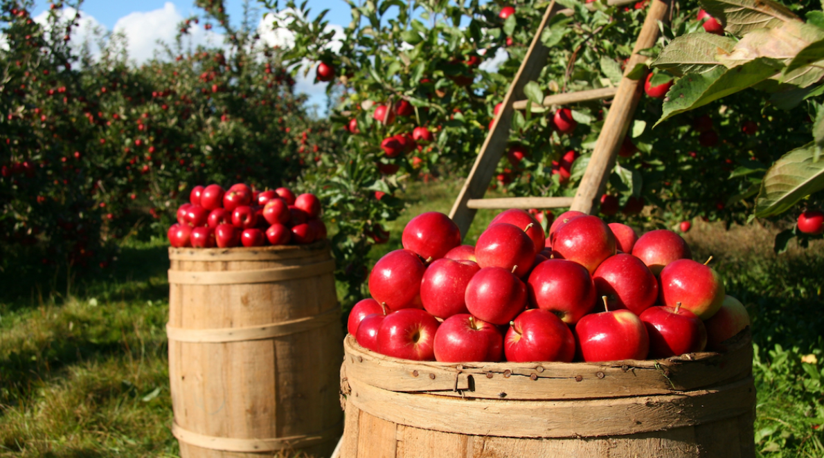 The Apple Apothecary: A Free Guide